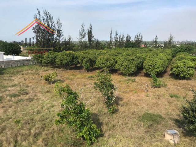 #2703 - Chácara para Venda em Maputo - Maputo - 3